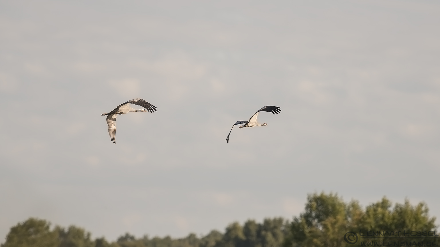 130824 Common Cranes Common Cranes change