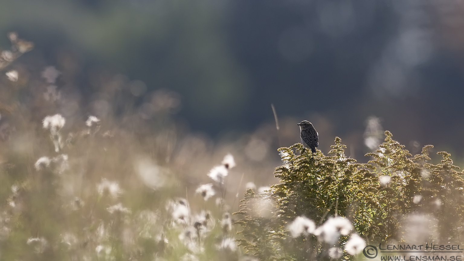 130826 Whinchat Whinchat change