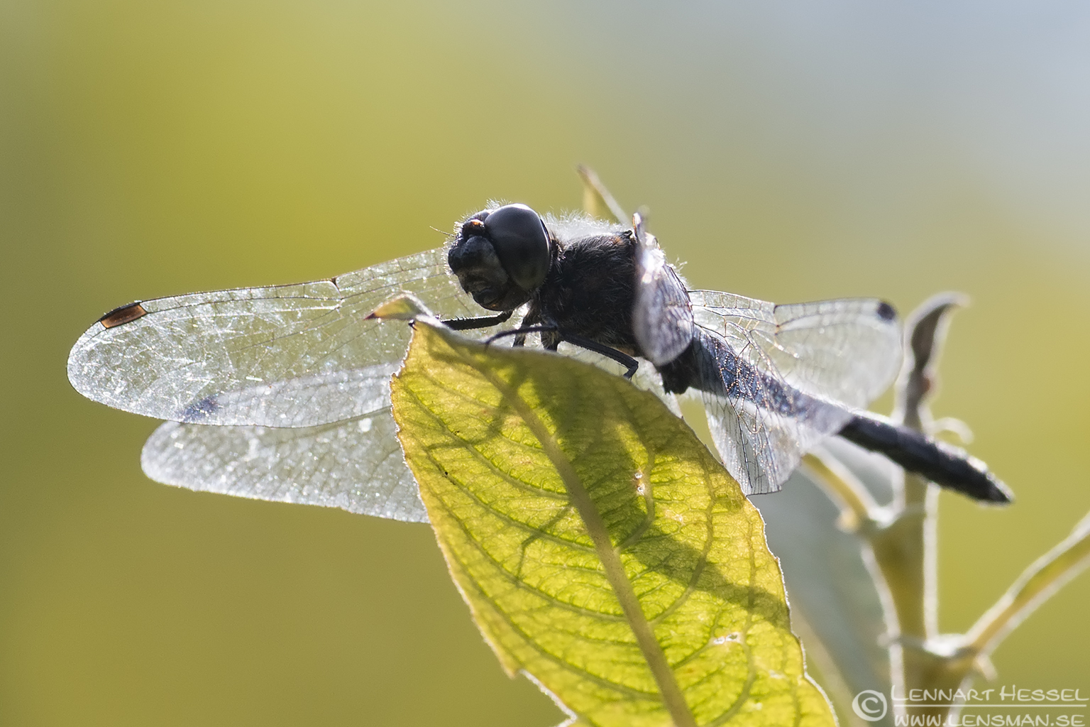 130827 Common Darter Common Darter change