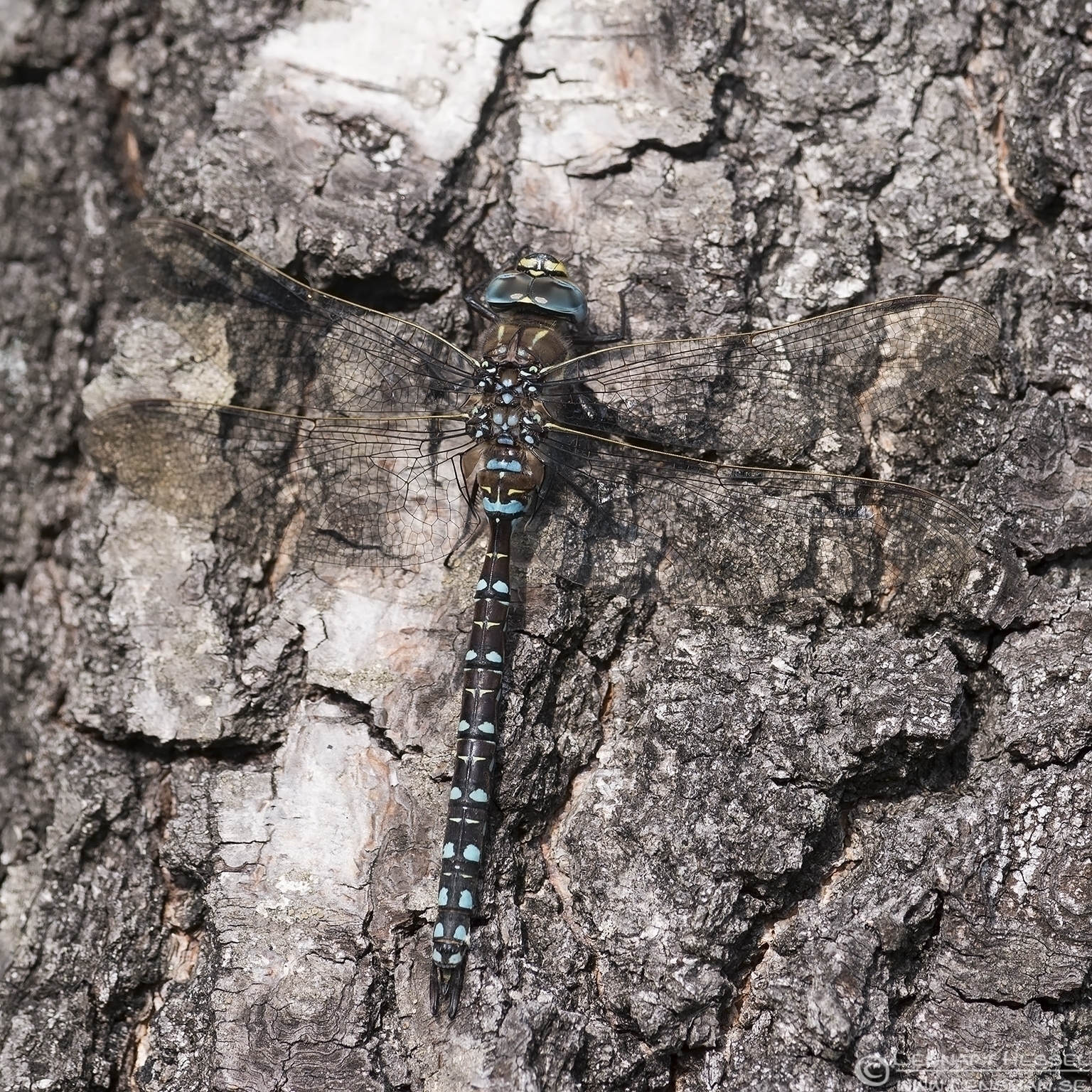 130827 Common Hawker Common Hawker resting change