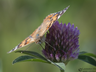 130903 Painted Lady Painted Lady Utby