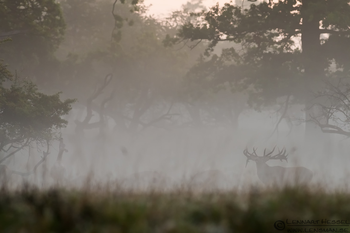 Red Deer's in the mist weekend