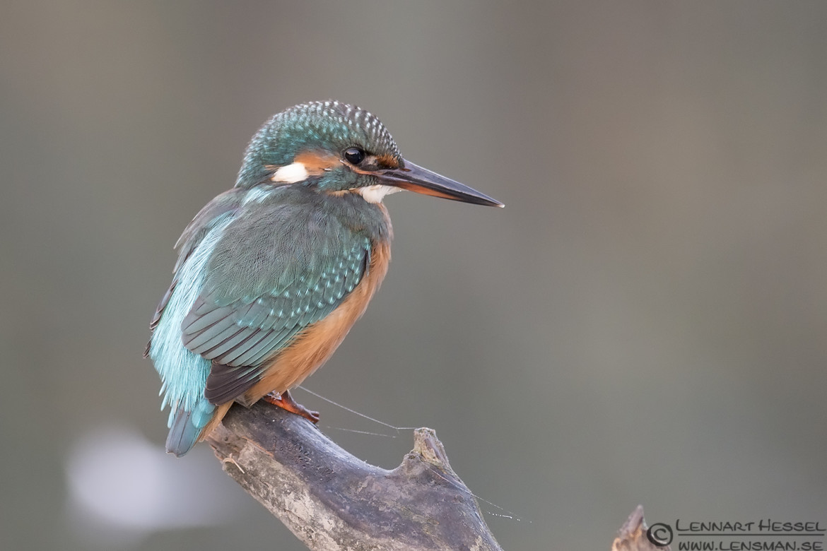 Common Kingfisher with web