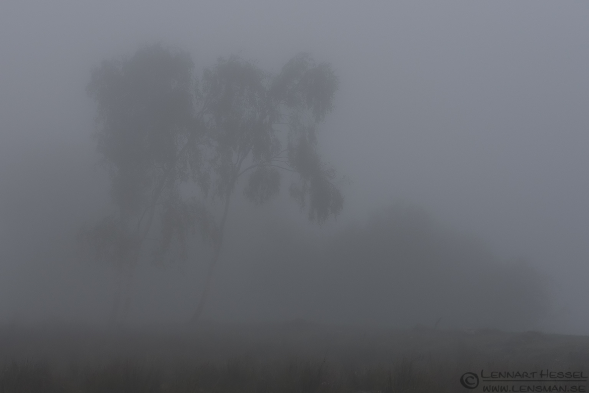 Birches fog