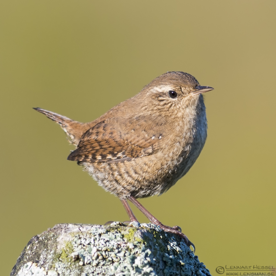 Eurasian Wren fog