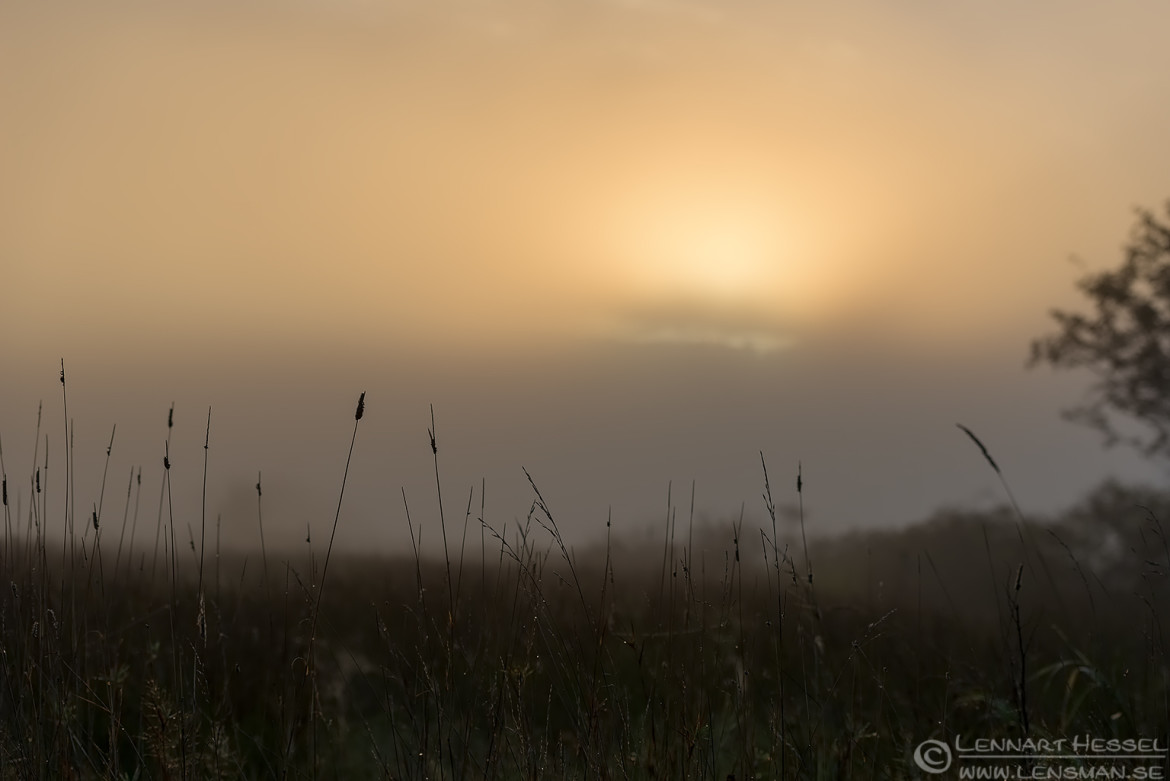 Morning dew fog