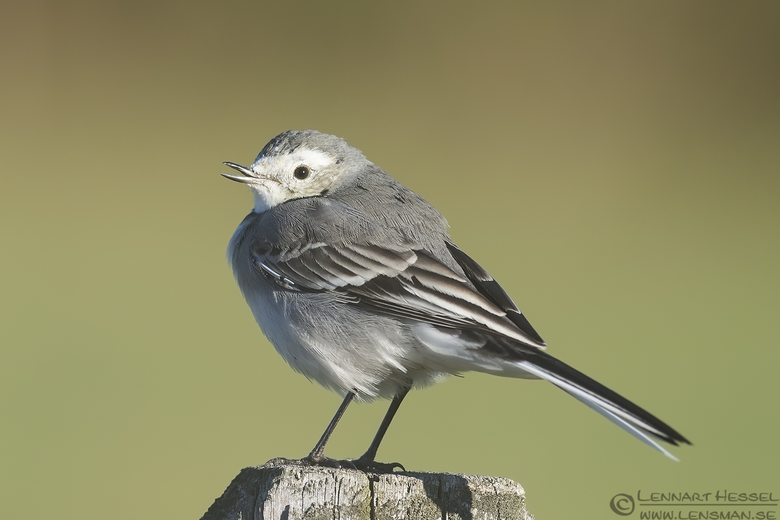 130928 White Wagtail White Wagtail fog