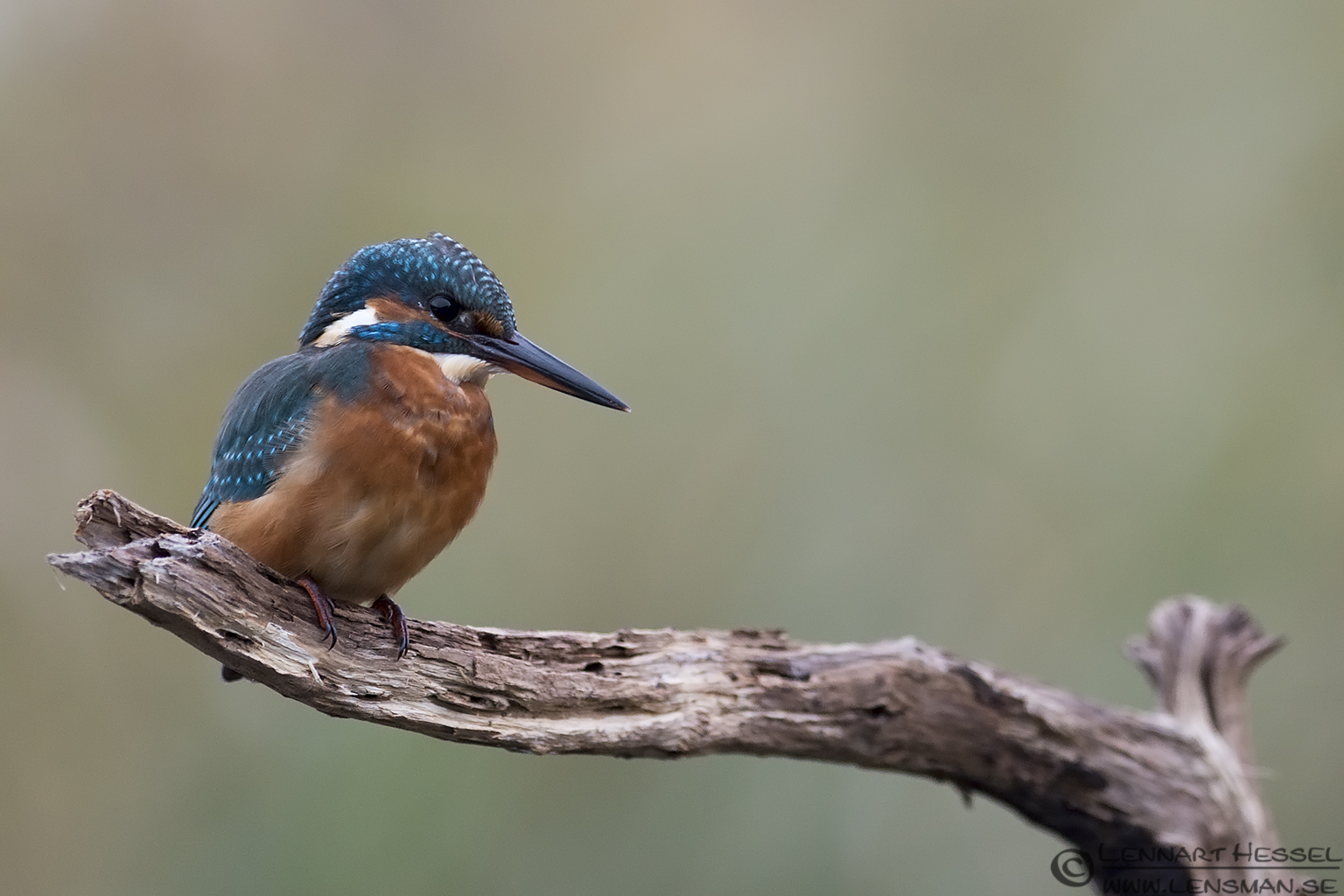 131005 Common Kingfisher Common Kingfisher cloudy