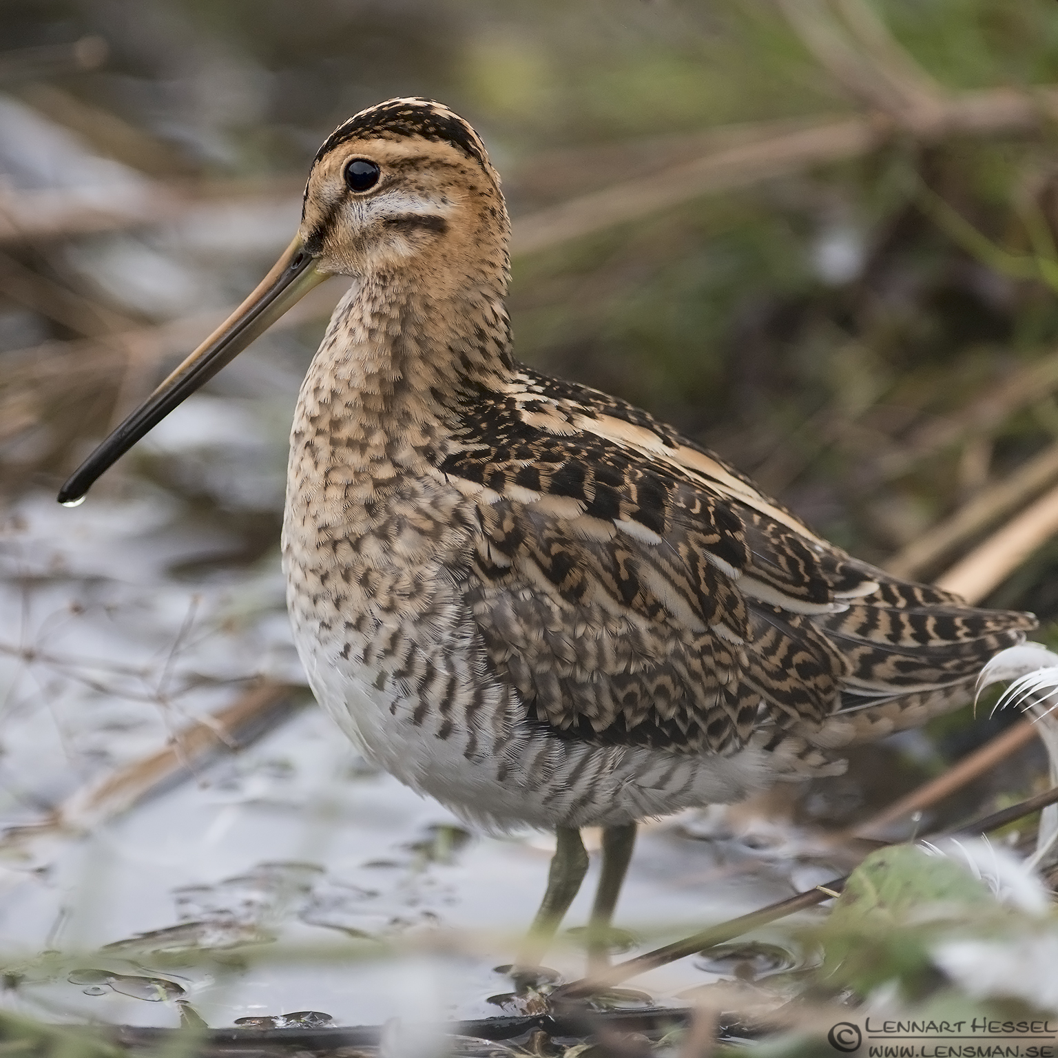 131005 Common Snipe profile Common Snipe cloudy