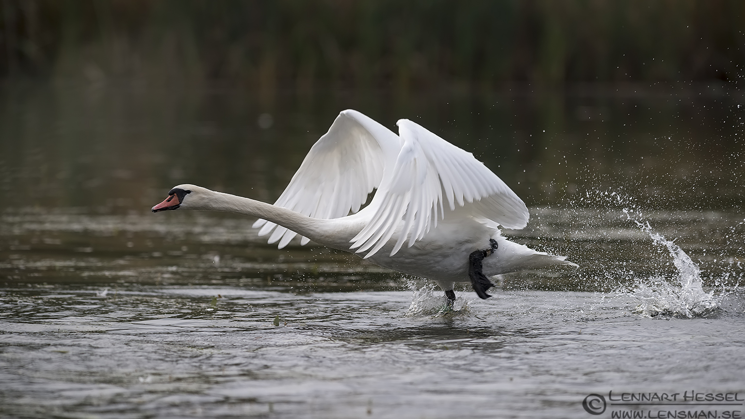 131005 Mute Swan take off Mute Swan cloudy