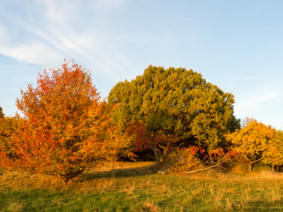 131012 Autumn Autumn