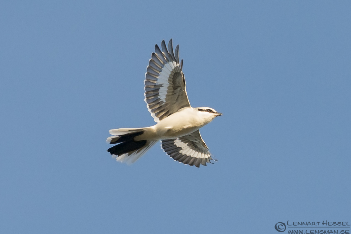 Great Grey Shrike autumn