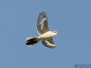 131012 Great Grey Shrike Great Grey Shrike autumn