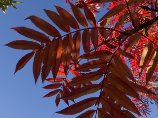 131012 Red leaves Red leaves autumn
