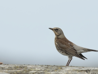 131019 Fieldfare Fieldfare autumn