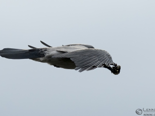 131019 Hooded Crow with blue mussel Hooded Crow with blue mussel autumn