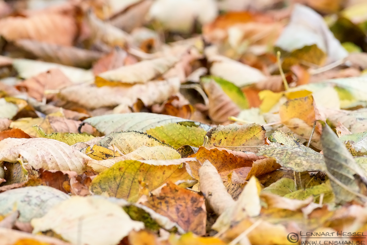 Autumn leaves