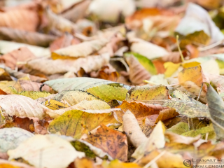 131019 Autumn leaves Autumn leaves