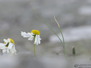 131019 Oxeye Daisey Oxeye Daisy autumn