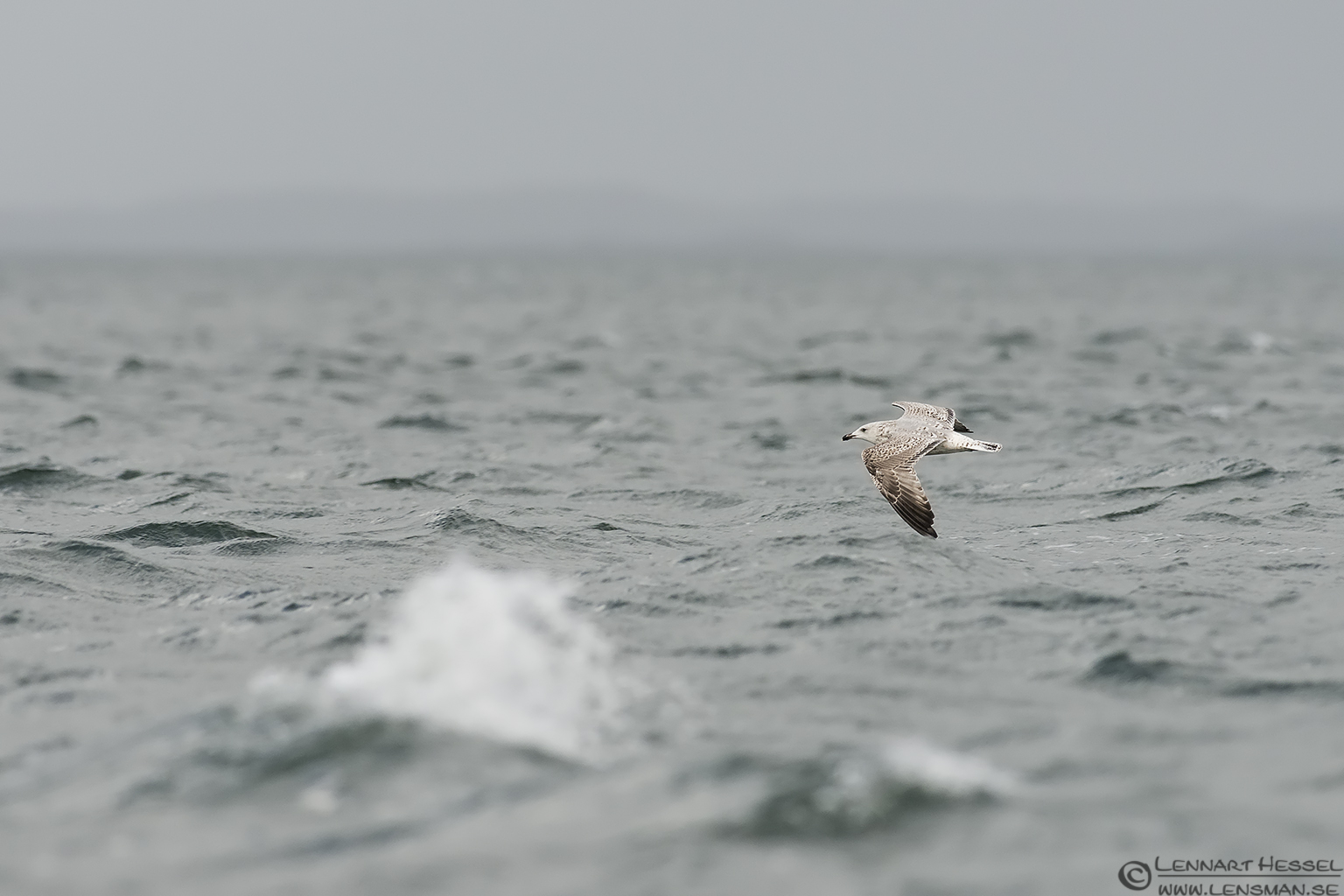 Great Black-backed Gull over stormy water