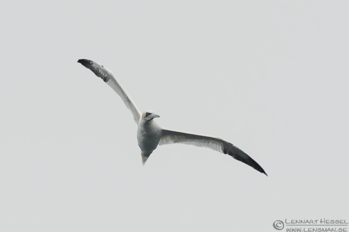 Northern Gannet frontview storm