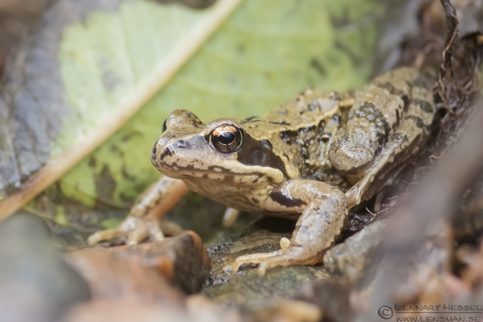131102 Common frog Common Frog dipper