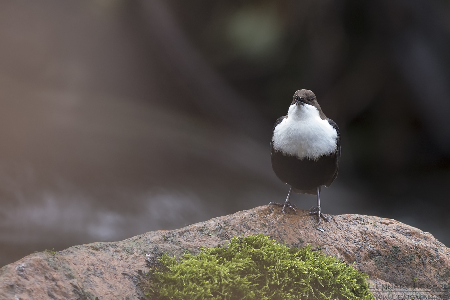 Singing White-throated Dipper