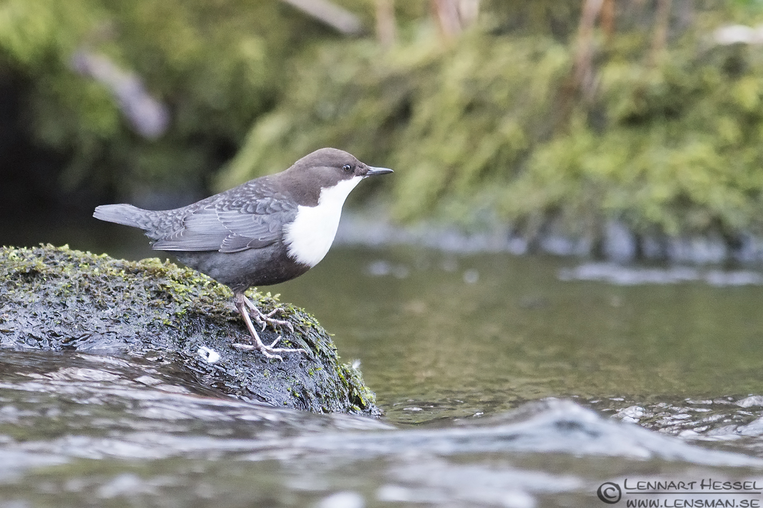 131117 White-throated Dipper White-throated Dipper moon