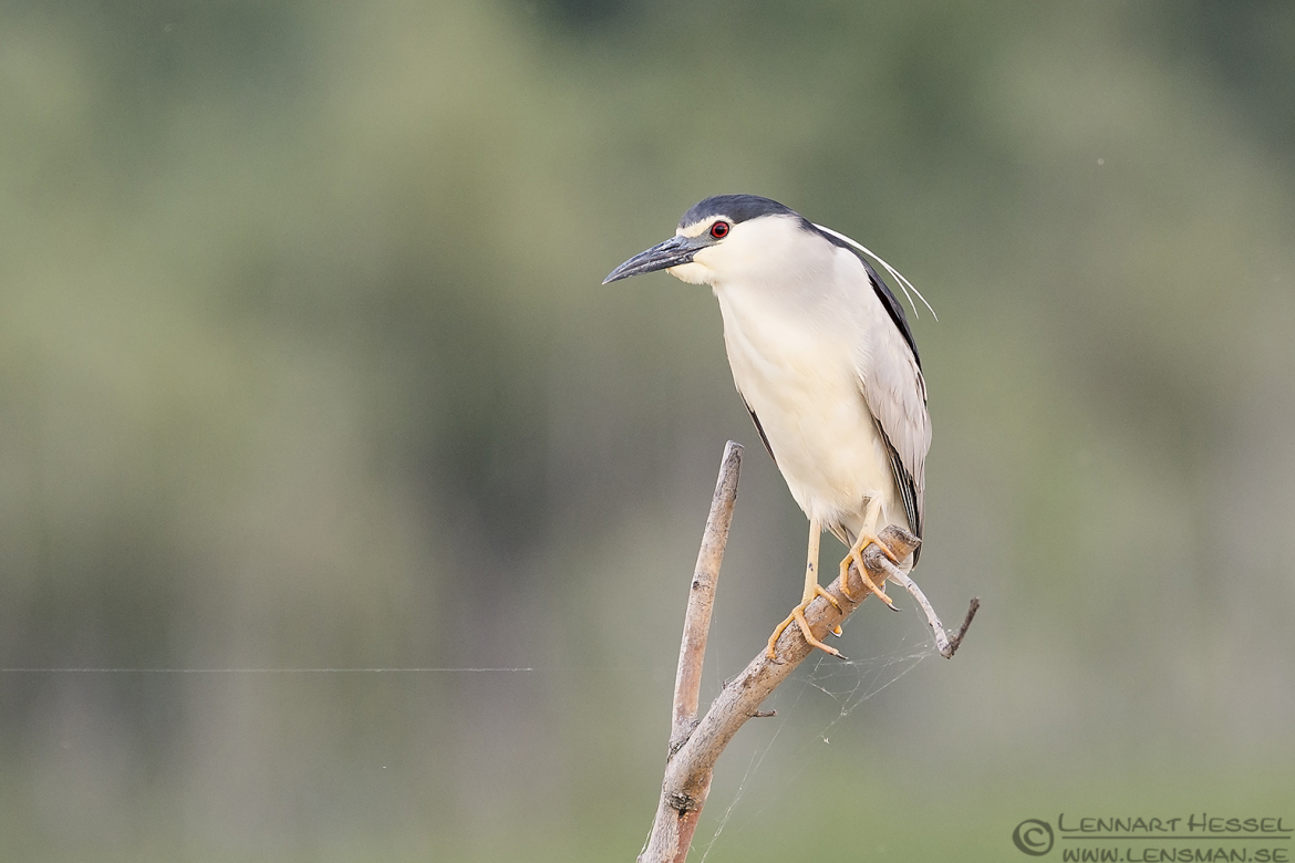 Black-crowned Night Heron wild bird National Geographic