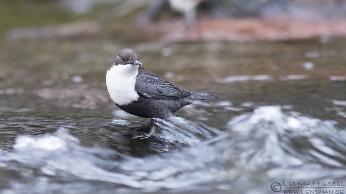 White-throated Dipper weekend
