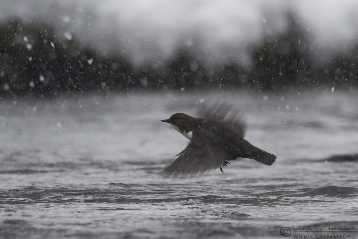 White-throated Dipper weekend
