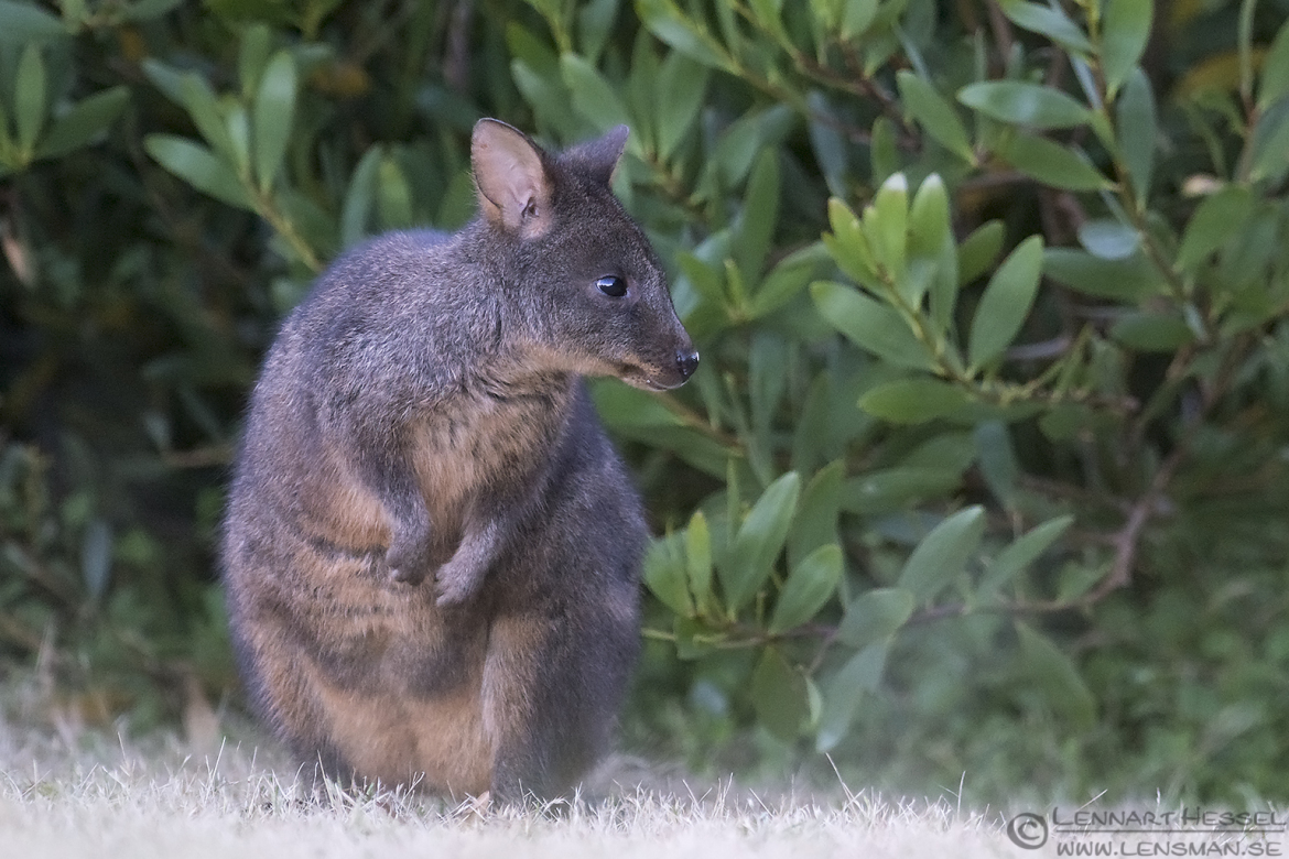 Red-necked Wallaby Australia