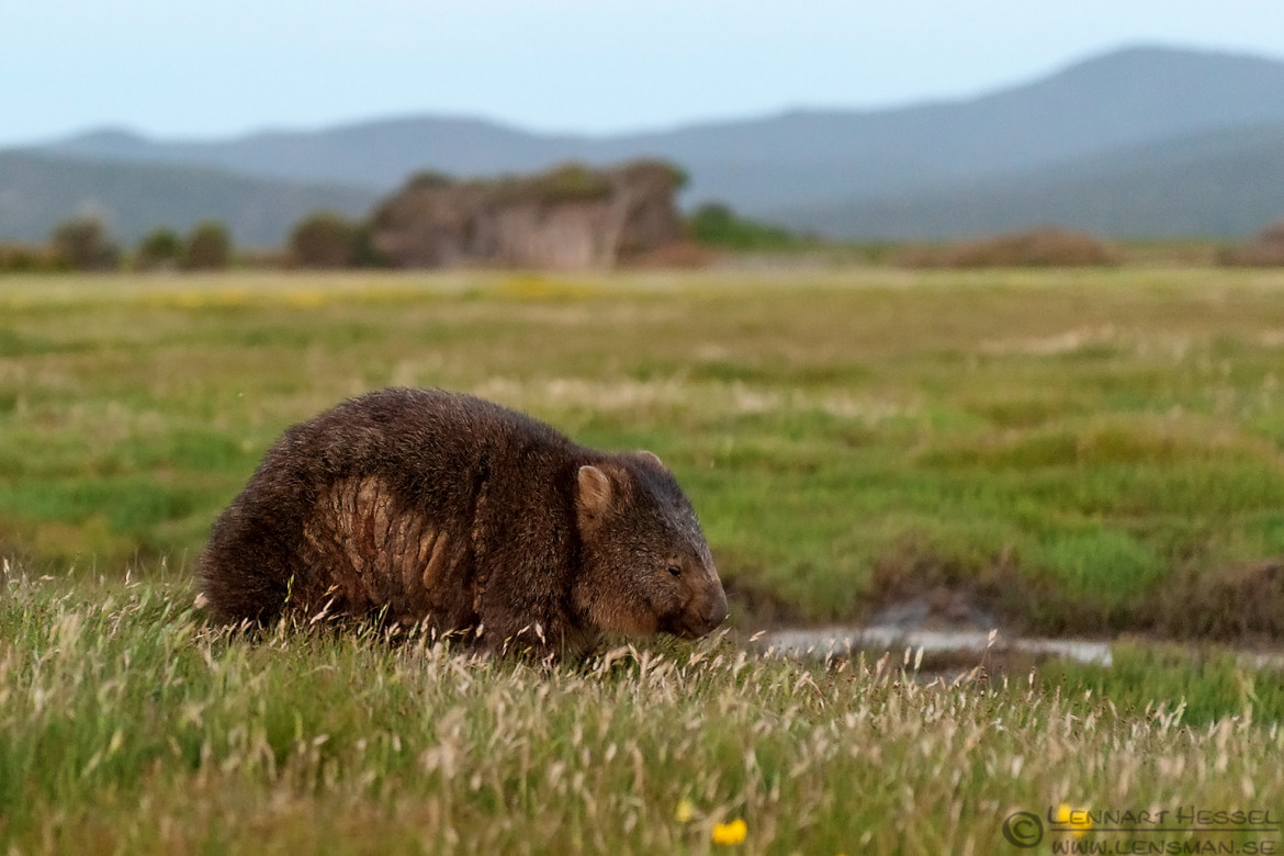 Wombat christmas