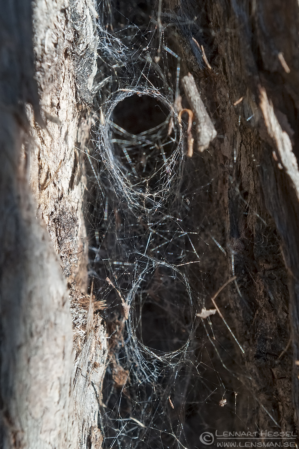 131226 Funnel-web Funnel-web falls