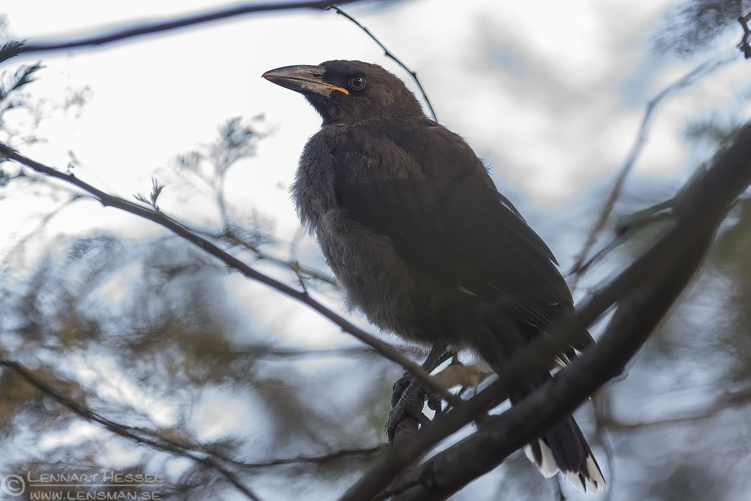 131226 Klinking Currawong Klinking Currawong falls