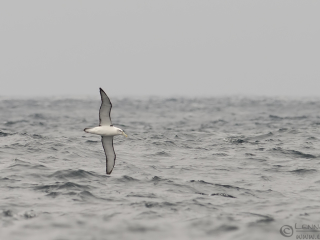 140115 Shy Albatross Shy Albatross