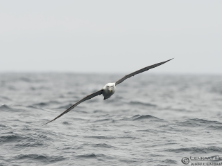 140115 Shy Albatross Shy Albatross