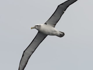 140115 Shy Albatross Shy Albatross