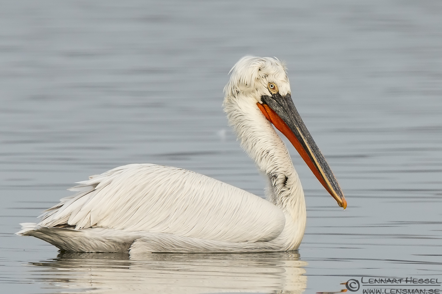 140220 Dalmatian Pelican Dalmatian Pelican Lake Kerkini