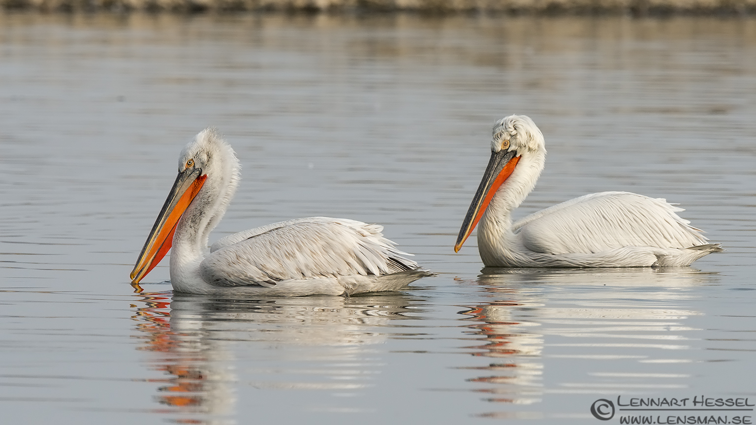 140220 Dalmatian Pelicans Dalmatian Pelicans Lake Kerkini
