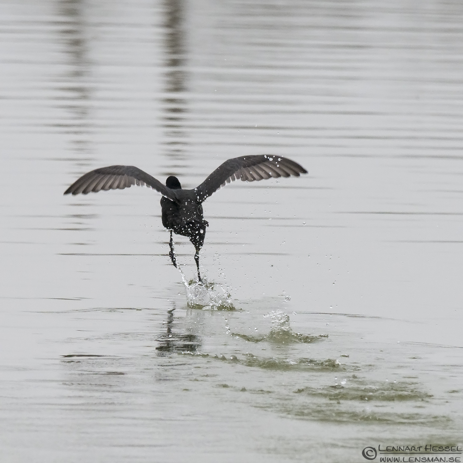 140220 Eurasian Coot running Eurasian Coot running Porto Lagos