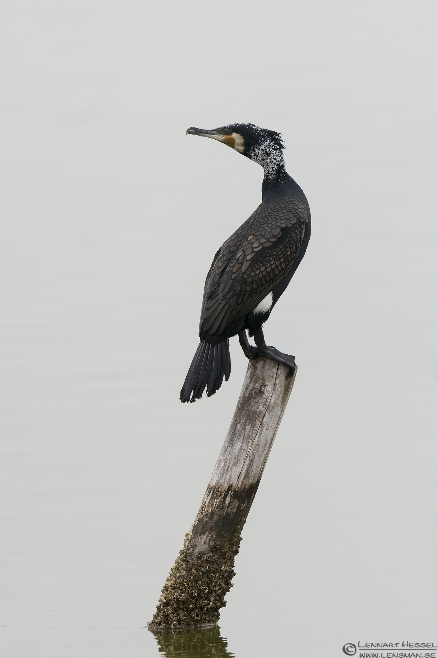 140220 Great Cormorant perching Great Cormorant perscing Porto Lagos