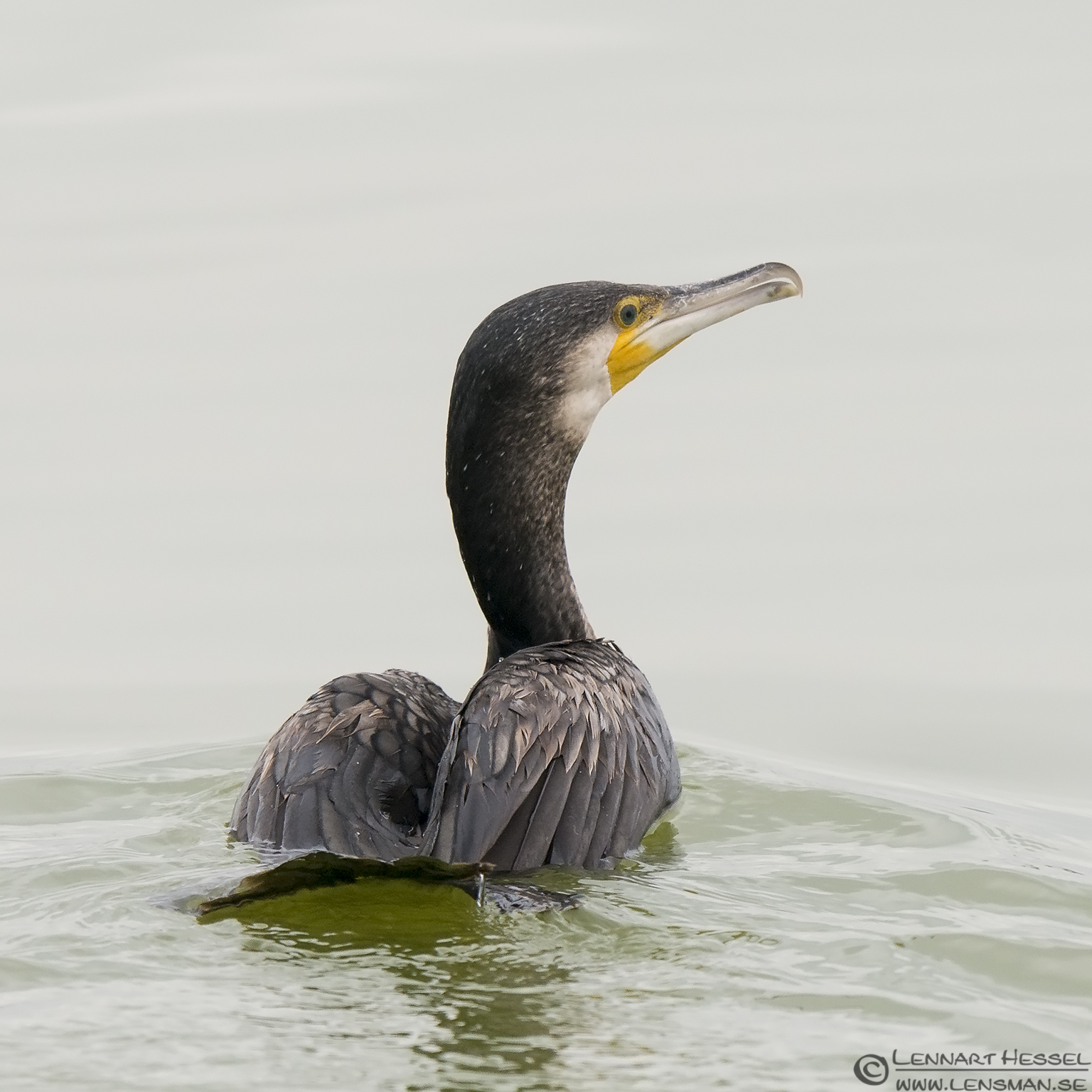 140220 Great Cormorant Great Cormorant Porto Lagos