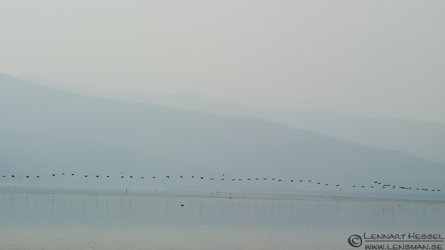 140220 Great Cormorants in flight Great Cormorants Lake Kerkini