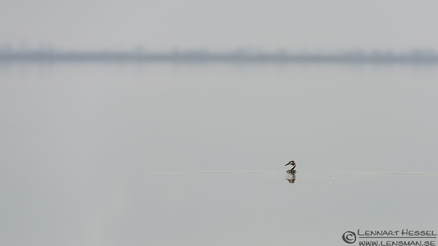140220 Great Crested Grebe Great Crested Grebe Porto Lagos