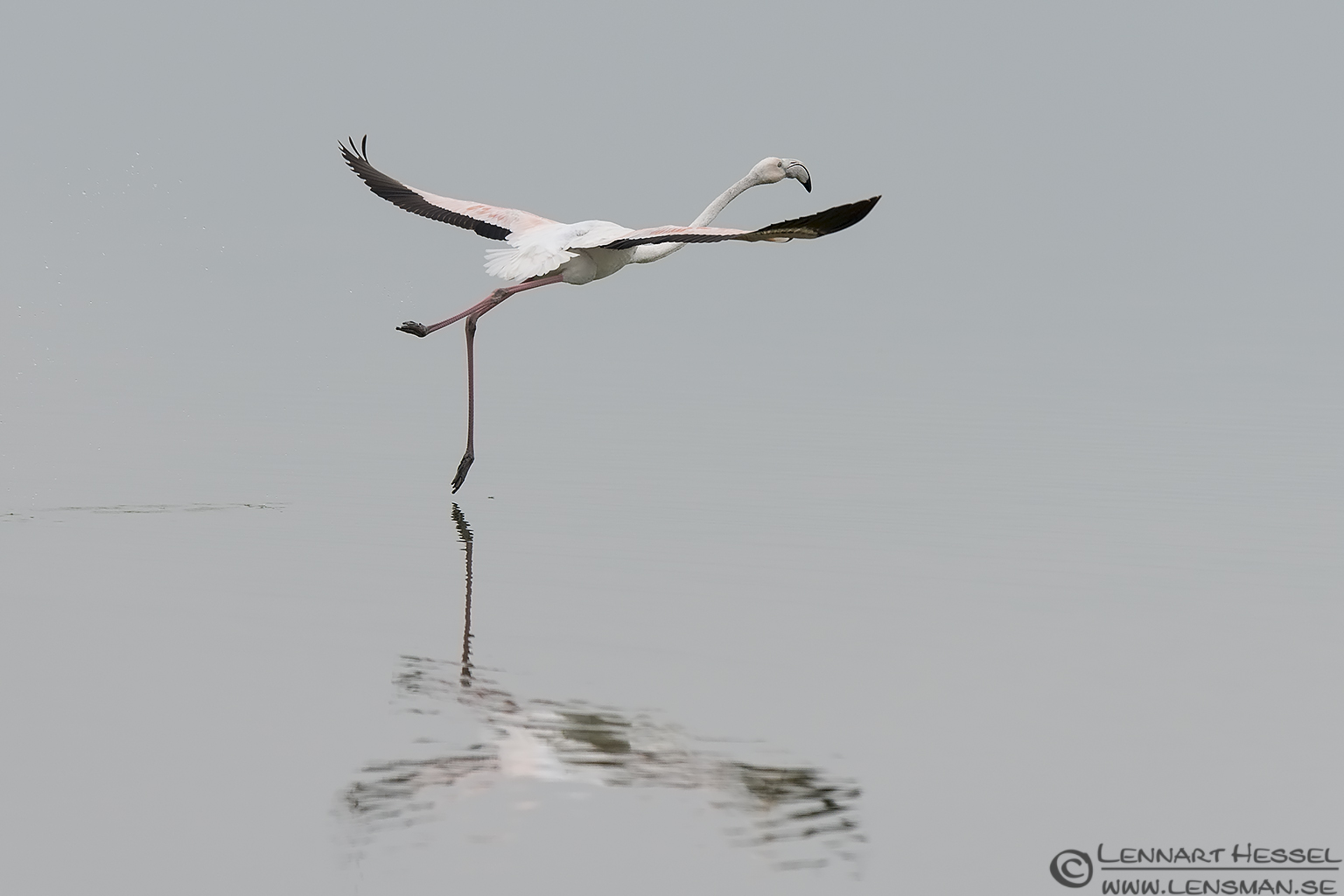 140220 Greater Flamingo ballet Greater Flamingo ballet Porto Lagos