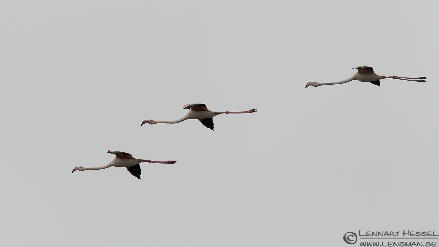 140220 Greater Flamingos flying Greater Flamingos flying Porto Lagos
