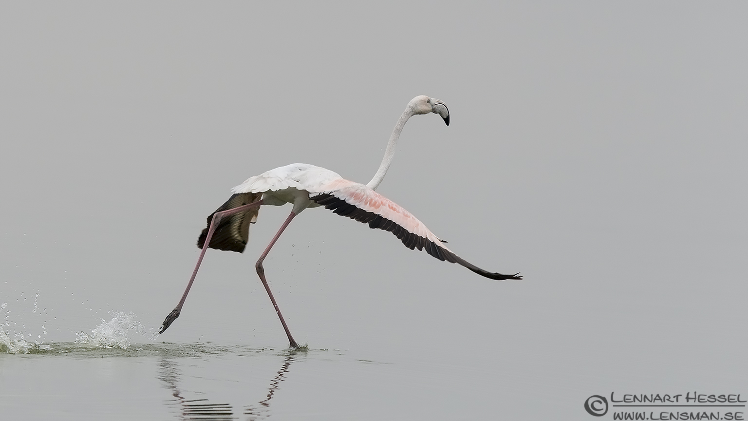Greater Flamingo Porto Lagos