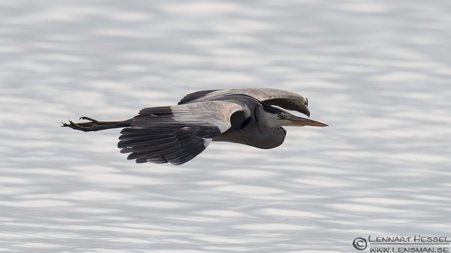 140220 Grey Heron over the water Grey Heron Lake Kerkini