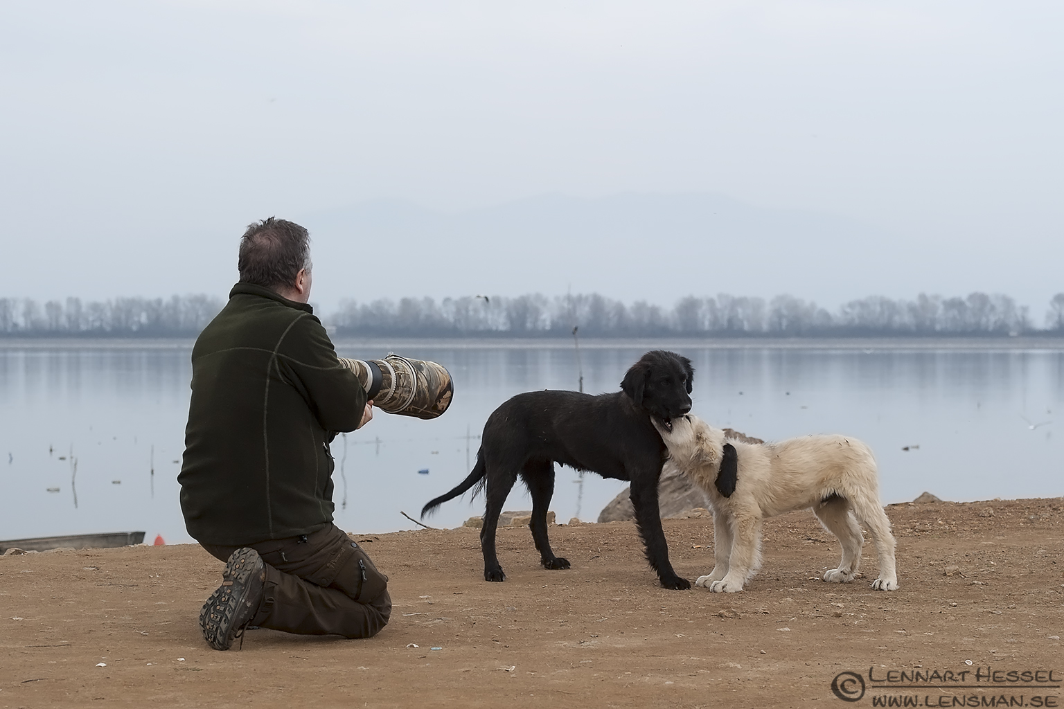 140220 Playing dogs PLaying dogs Lake Kerkini